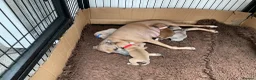 Italian Greyhound dogs for sale: Gorgeous Kc reg Italian greyhound  - Advert 16