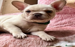 French Bulldog dogs for sale: Beautiful French Bulldog Puppies - Image 4