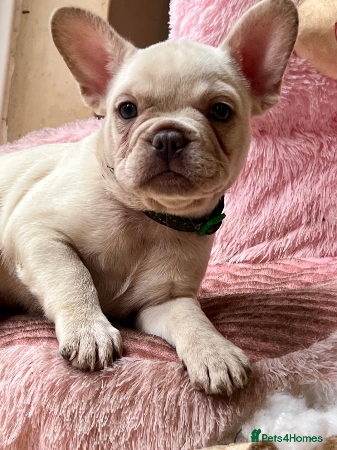 French Bulldog dogs for sale: Beautiful French Bulldog Puppies - Image 4