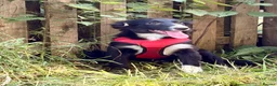 Border Collie dogs for sale: Stubleywood Border Collies - Advert 12