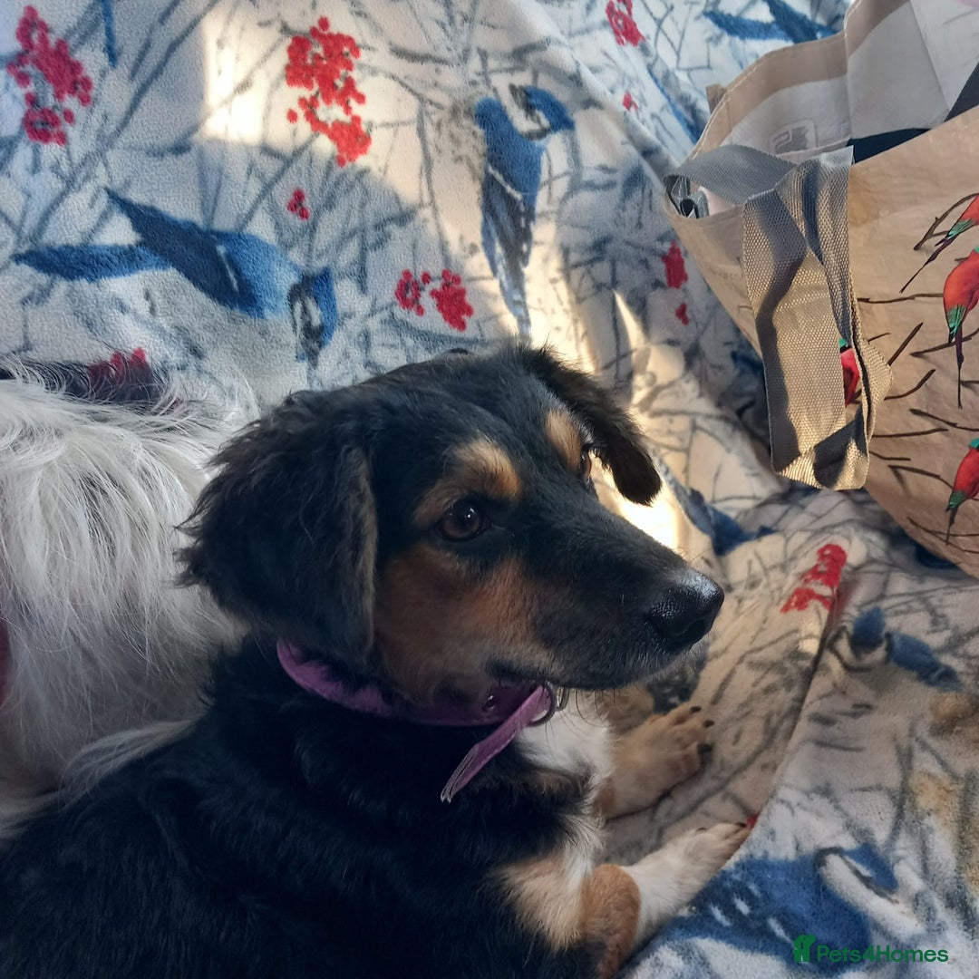 Mixed Breed dogs for adoption: Meet Sweet KATIA !  She needs a new Loving HOME... - Image 15