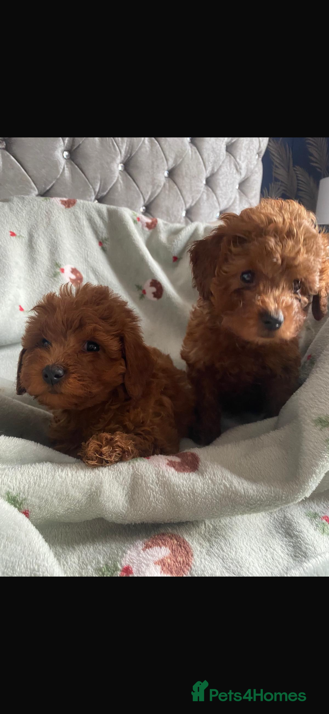 Cavapoo dogs for sale: Cavapoo girl puppies ready now.  - Advert 3