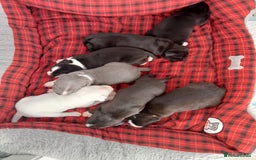 Staffordshire Bull Terrier dogs for sale: ‼️ReadyForCollection‼️Blue Staffie Puppies  in Tipton - Image 11