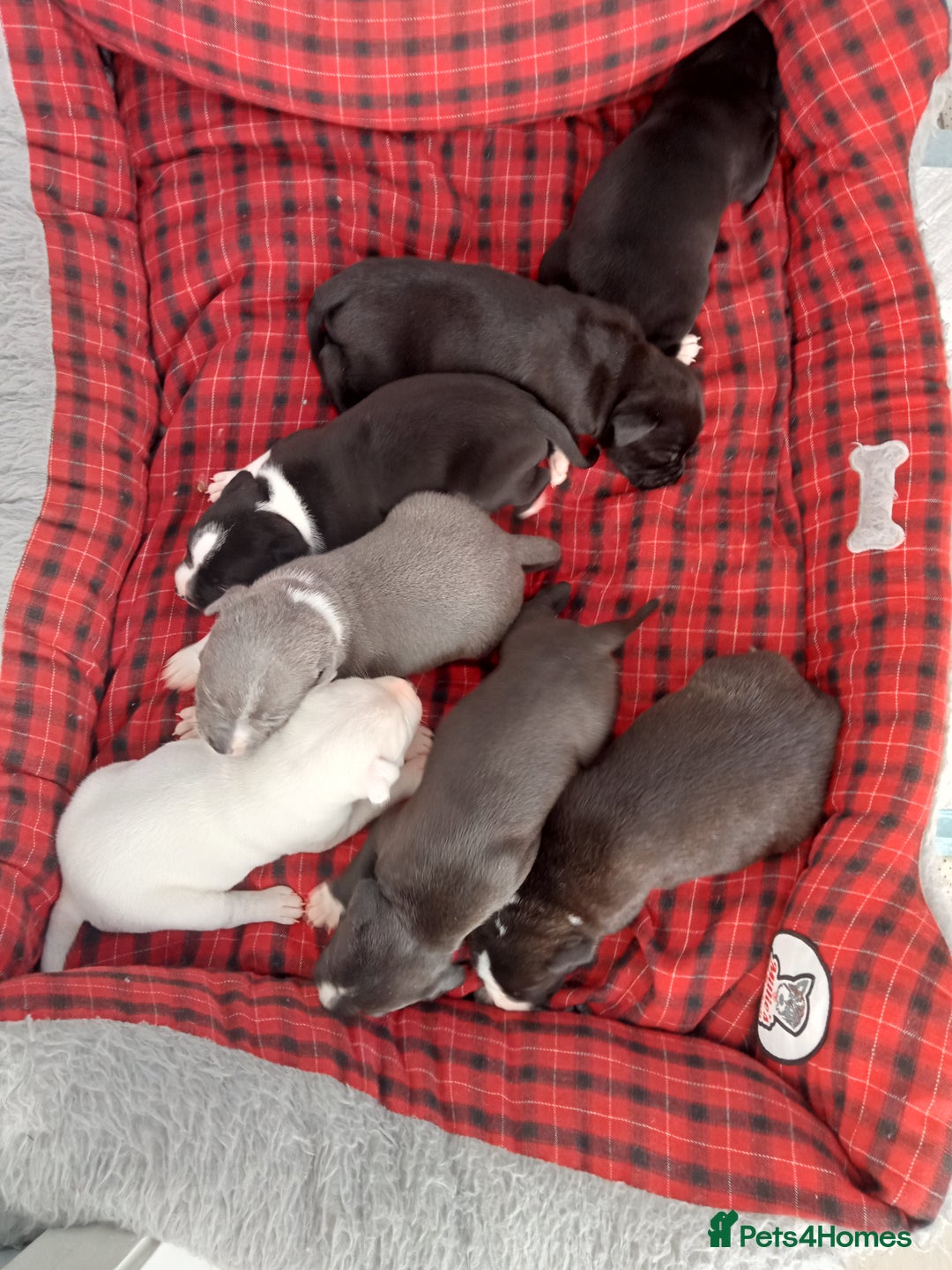 Staffordshire Bull Terrier dogs for sale: ‼️ReadyForCollection‼️Blue Staffie Puppies  in Tipton - Image 11