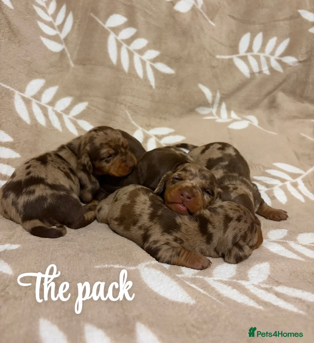 Miniature Dachshund dogs for sale: Miniature Dachshund KC REG PRA Clear   - Advert 1