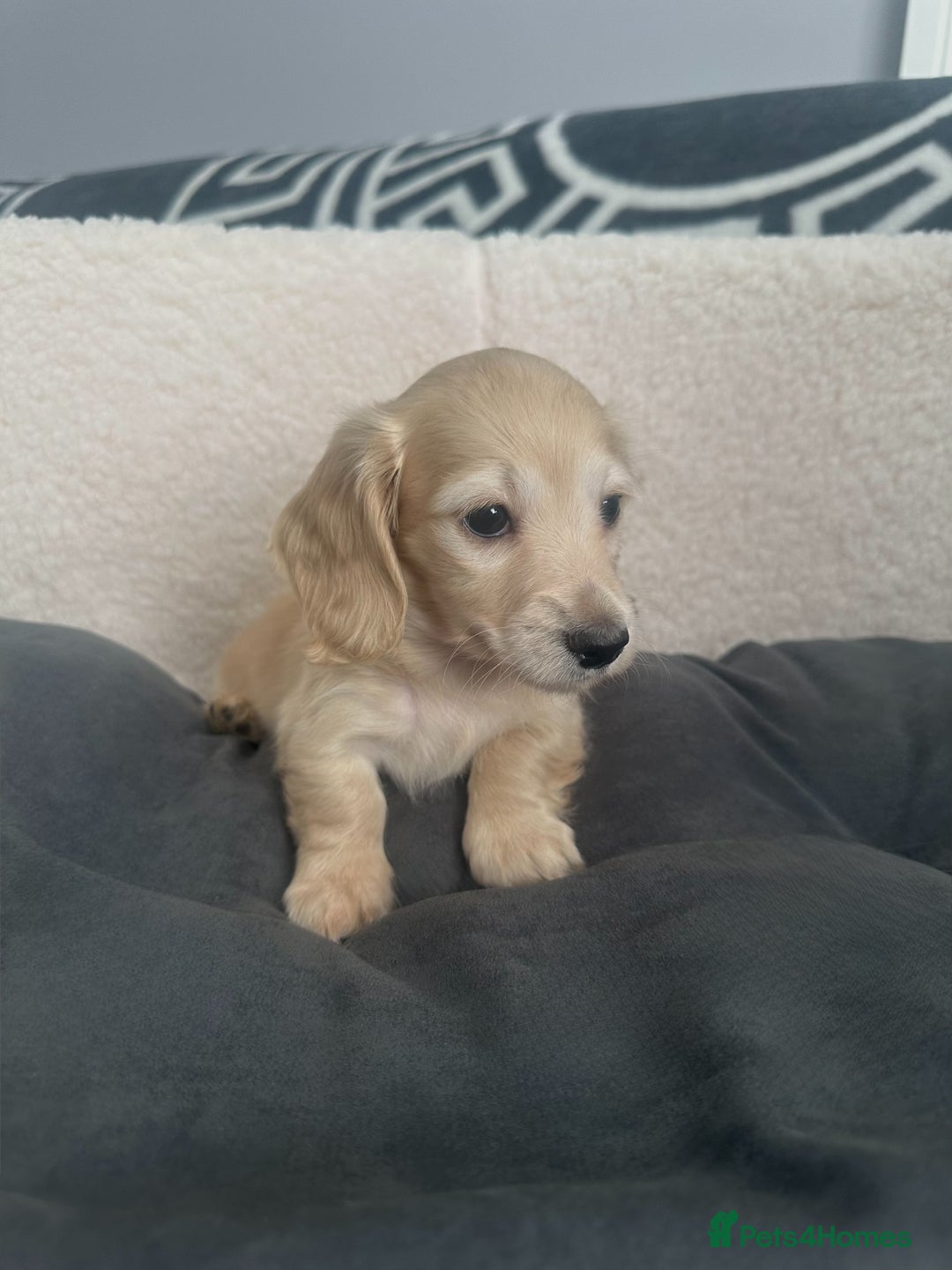 Miniature Dachshund dogs for sale: 2 male longhaired cream mini dachshunds. - Image 9