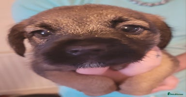 Border Terrier dogs - Advert 9