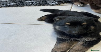 German Shepherd dogs - Advert 12
