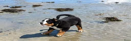 Bernedoodle dogs for sale: Meet Atlas  in Ferryside - Advert 11
