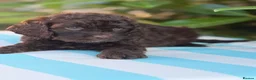 Cockapoo dogs for sale: Cockapoo males and females  - Advert 4