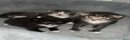Mixed Breed cats for sale: 🐾 Adorable Male Kittens Looking for Loving Homes  - Advert 6