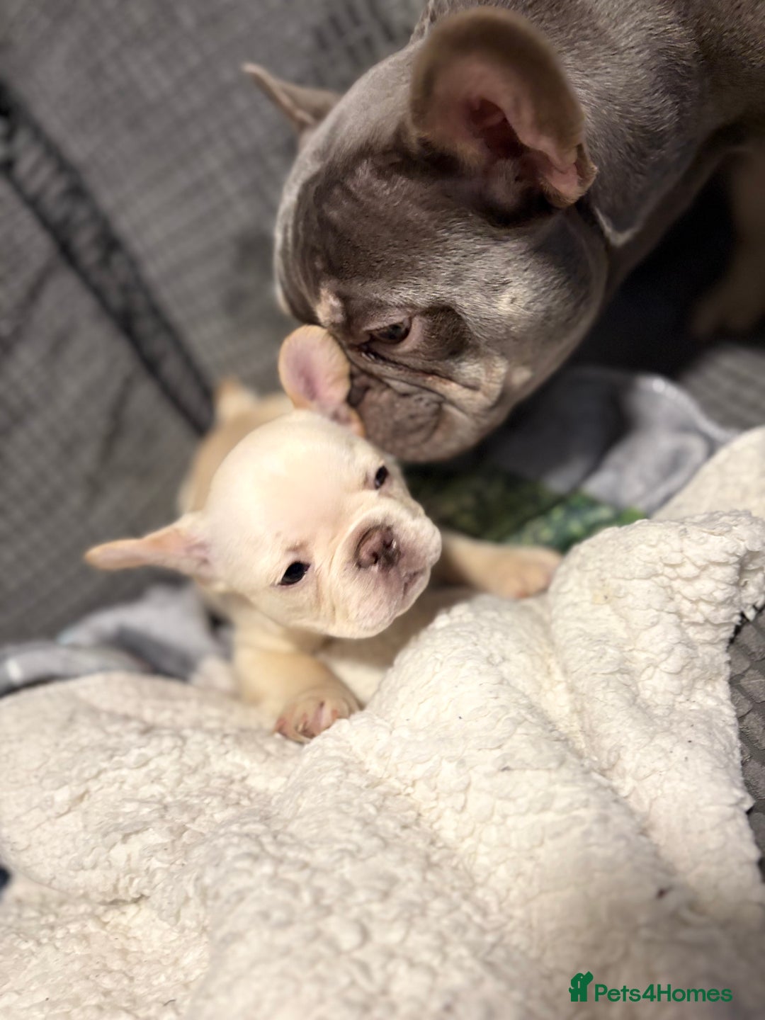 French Bulldog dogs for sale: REDUCED Ready to leave Kc reg Frenchie🐾 - Advert 32