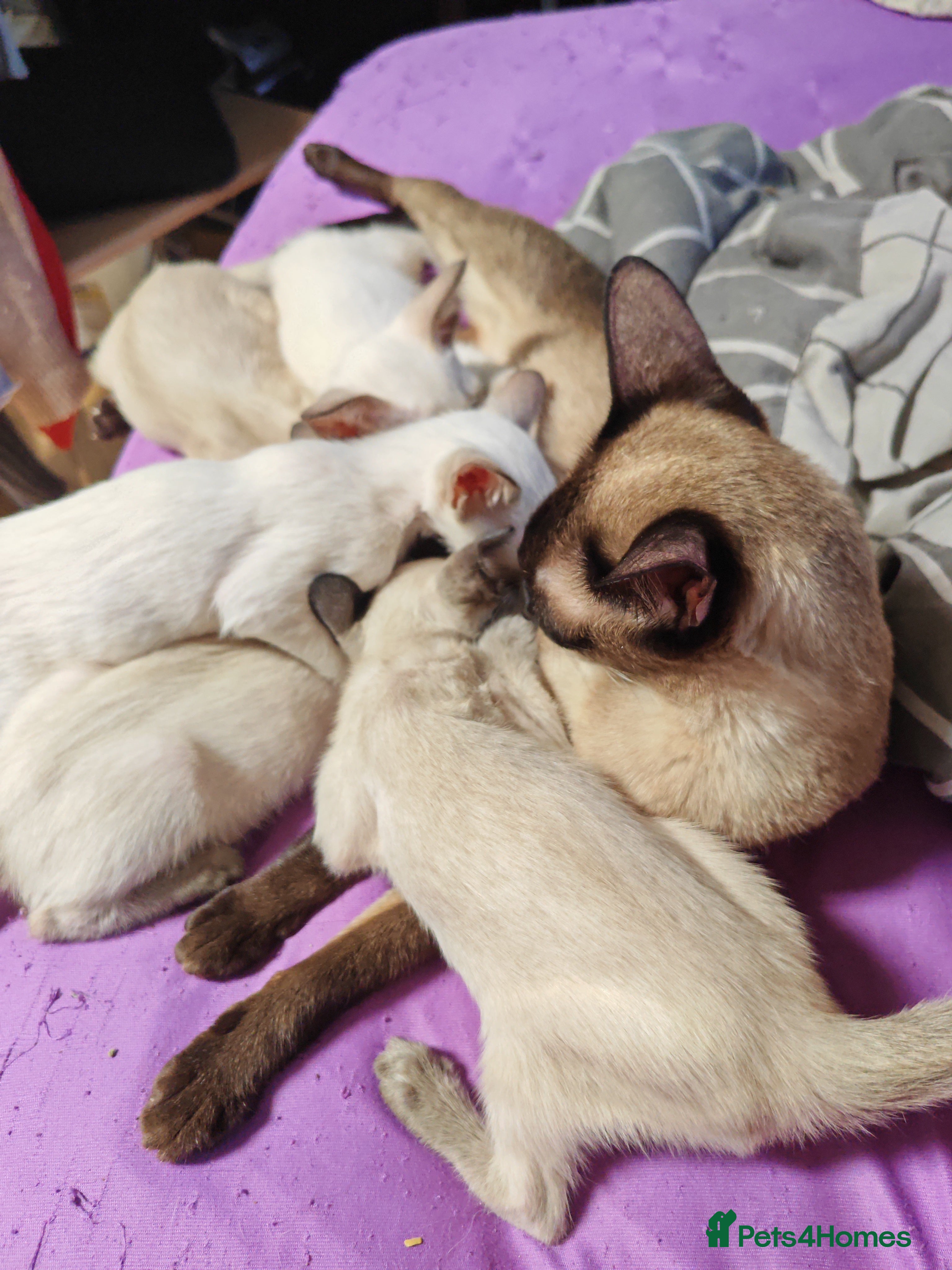 Siamese cats Exceptional GCCF Registered Siamese Kittens - Advert 2