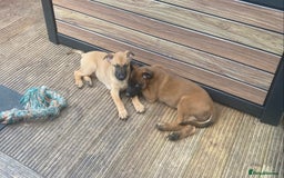 Mixed Breed dogs for sale: Belgian Shepherd Malinois x German Shepherd  - Image 9