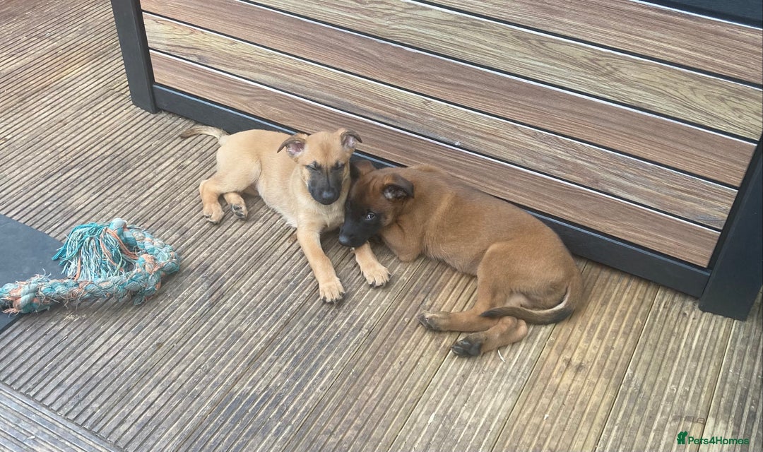 Mixed Breed dogs for sale: Belgian Shepherd Malinois x German Shepherd  - Image 9