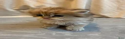 British Shorthair cats for sale: British Shorthair+ Scottish Fold - Advert 6