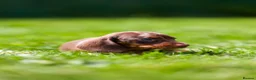 Miniature Dachshund dogs for sale: Miniature dachshunds boys and girls  - Advert 14
