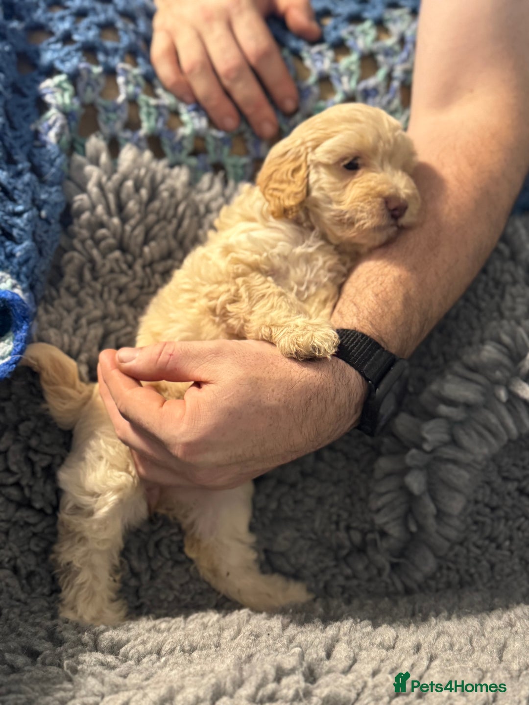 Cockapoo dogs for sale: Gorgeous F1B Cockapoo Puppies hypoallergenic  - Advert 10