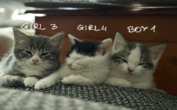 Mixed Breed cats for sale: Lovely kittens - Image 13