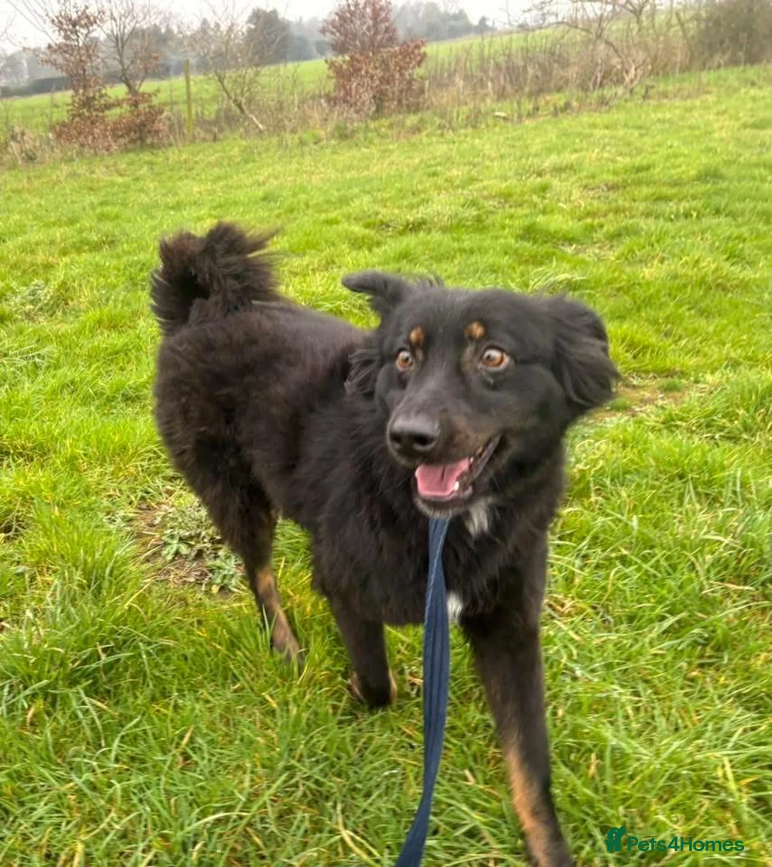 Mixed Breed dogs for adoption: Newton - Norwich Norfolk  - Advert 9