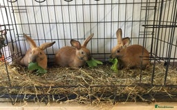 English Spot rabbits for sale: English Rabbits for sale  - Image 7