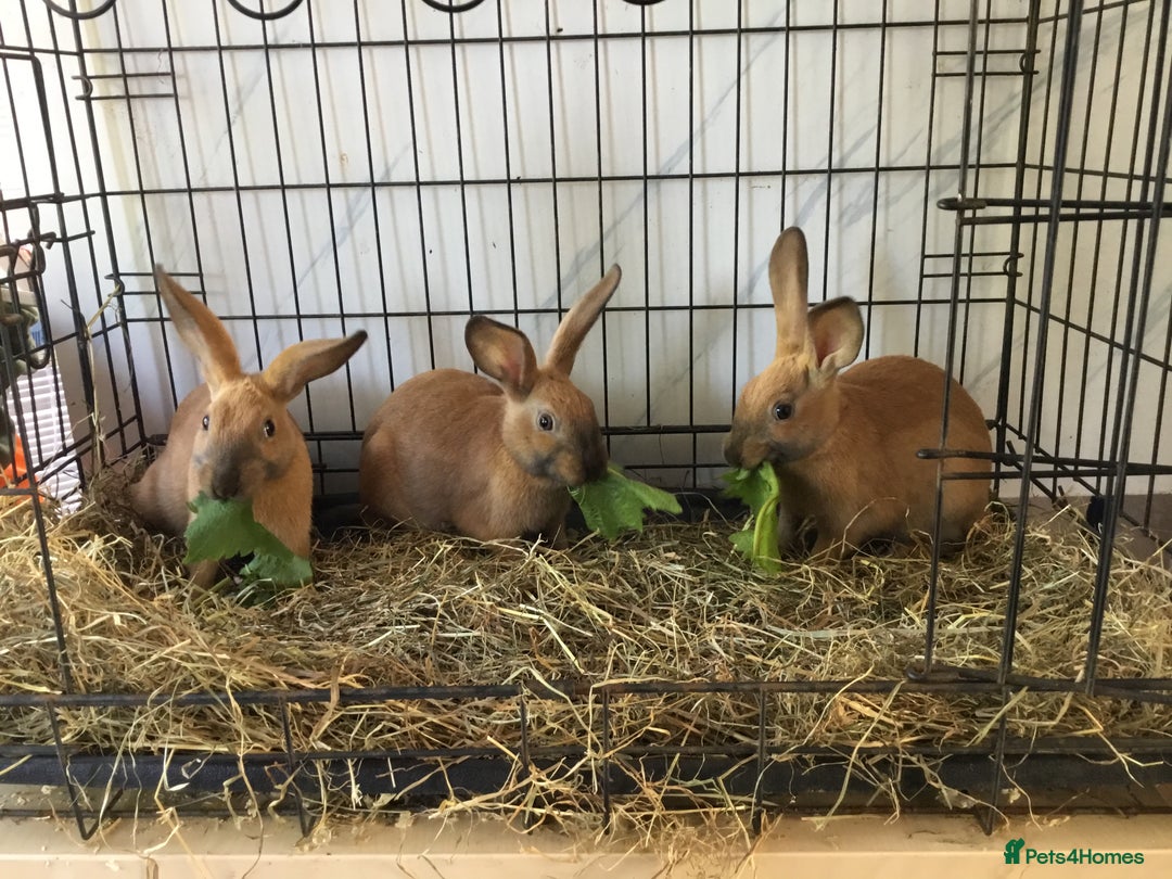 English Spot rabbits for sale: English Rabbits for sale  - Image 7
