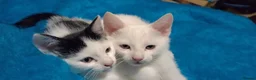 Turkish Angora cats for sale: The Magnificent Five - Turkish Angora mix kittens in London - Advert 8