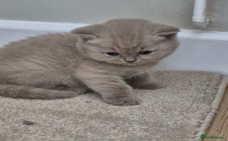 British Shorthair cats - Advert 2
