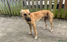 Lurcher dogs for sale: Sandy  - Image 6