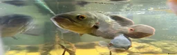 Cichlids fish for sale: Oscar’s and severums in Warrington - Advert 2