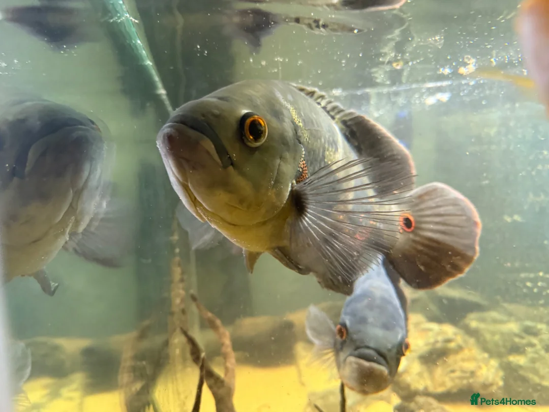 Cichlids fish for sale: Oscar’s and severums in Warrington - Advert 2