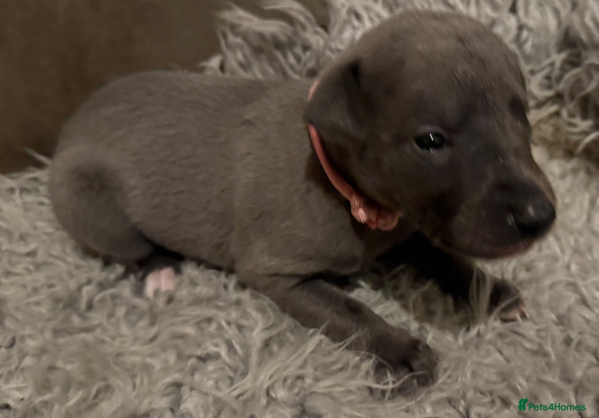 Whippet dogs for sale: 💙 Stunning KC Registered Blue Whippet Puppies  - Advert 19