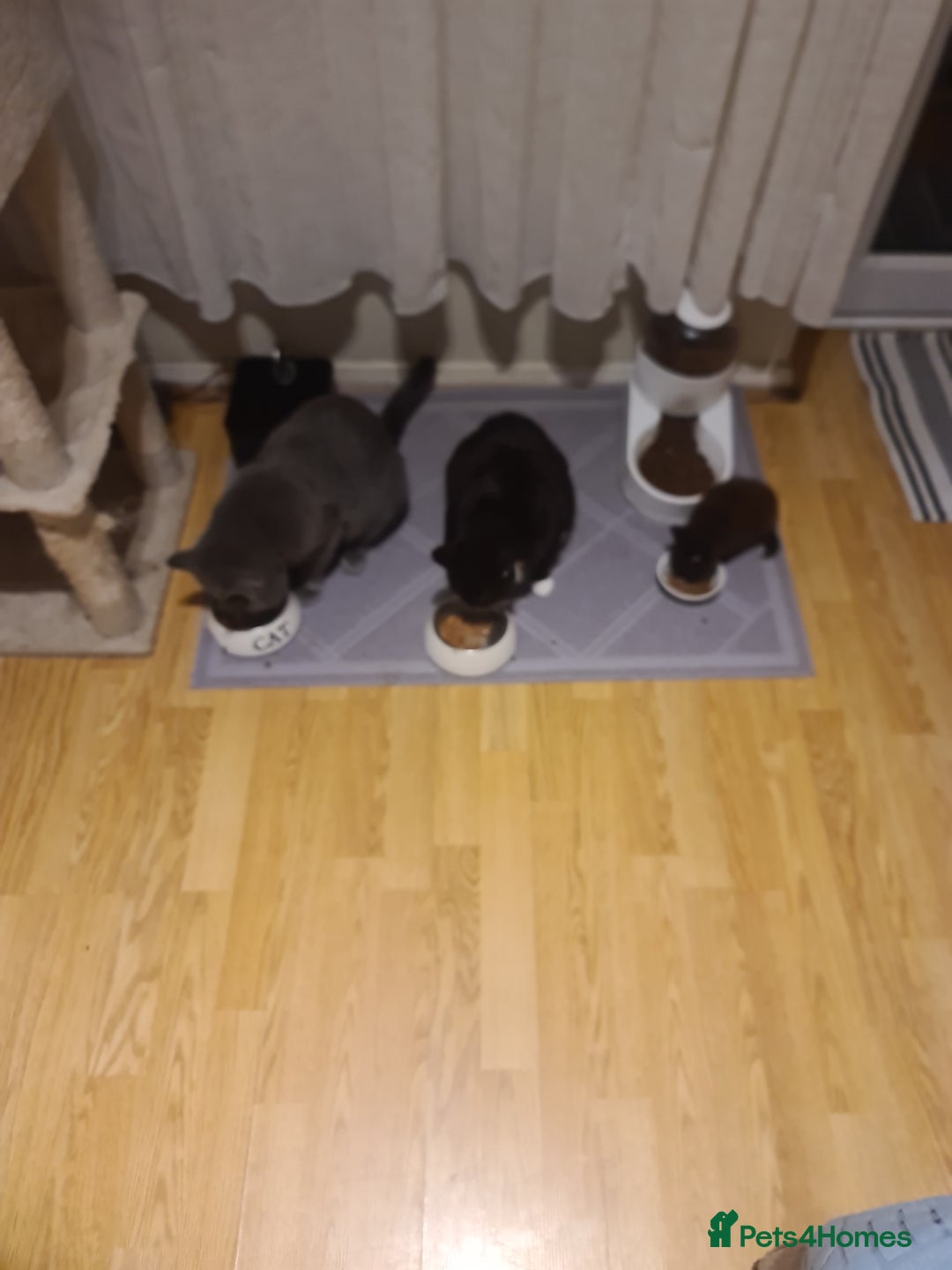 Mixed Breed cats for sale: Kitten  - Advert 4