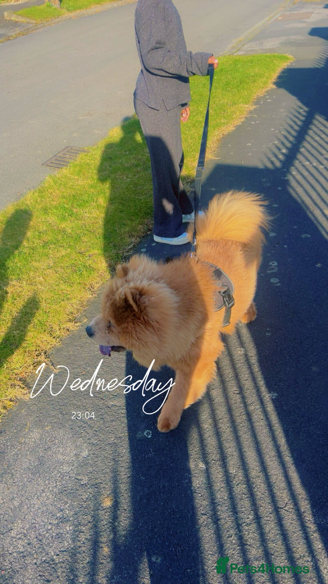 Chow Chow dogs Mochi chow chow  - Advert 16