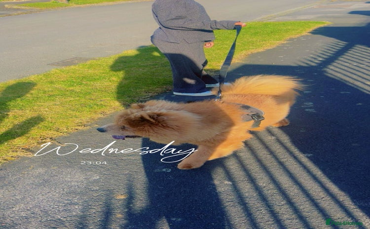Chow Chow dogs - Advert 2