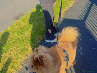 Chow Chow dogs - Advert 25