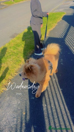 Chow Chow dogs - Advert 3