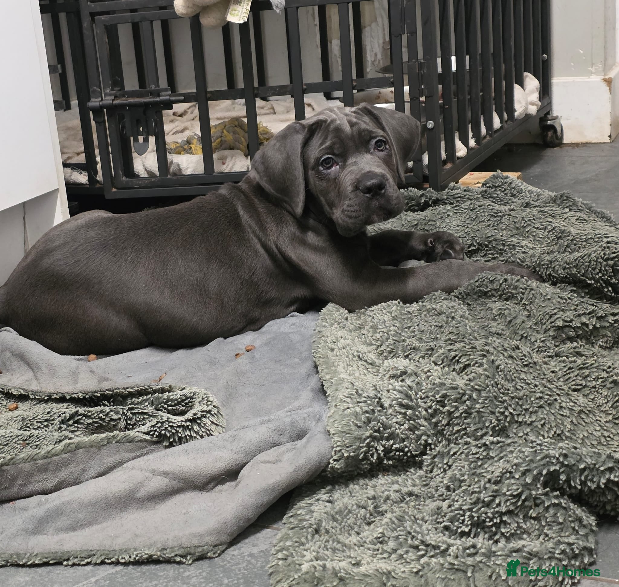 Cane Corso dogs Exceptional, Champion Bloodline Cane Corso Puppies - Advert 3
