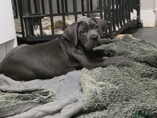 Cane Corso dogs Exceptional, Champion Bloodline Cane Corso Puppies - Advert 3