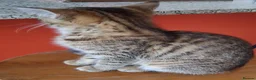 British Shorthair cats for sale: Two Tuxedo Males & 2 tabby females  - Advert 8