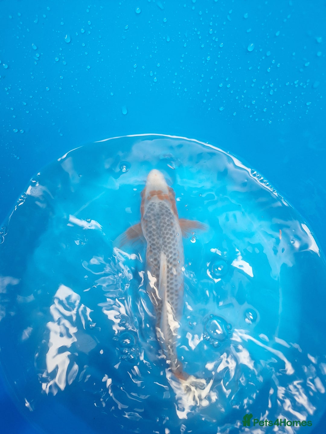 Koi Carp fish for sale: Japanese koi carp overstock available - Image 4