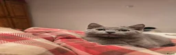 Mixed Breed cats for sale: Last Absolutely stunning bsh x Russian Blue boys - Advert 1