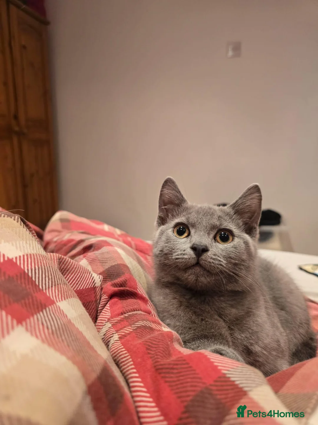 Mixed Breed cats for sale: Last Absolutely stunning bsh x Russian Blue boys - Advert 1