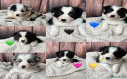 Border Collie dogs for sale: 7 Beautiful Border Collie Puppies  - Image 3