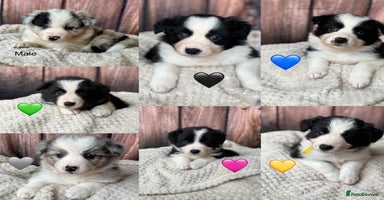 Border Collie dogs - Advert 8