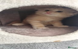 Maine Coon cats for sale: 2 Stunning Cream Pedigree Mainecoons Available  - Image 17