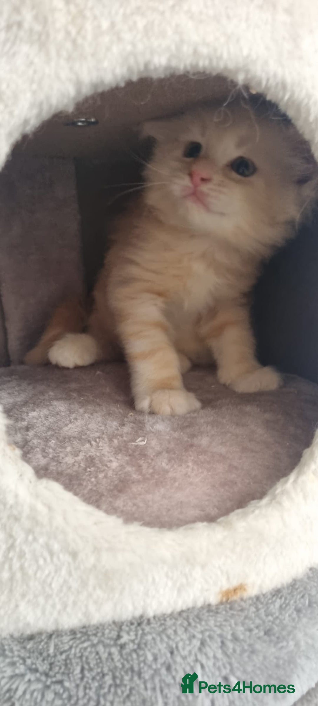 Maine Coon cats for sale: 2 Stunning Cream Pedigree Mainecoons Available  - Image 17