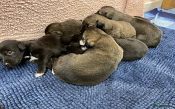 Mixed Breed dogs for sale: WOLFADOODLE F1B REVERSE. IRISH WOLFHOUND X  - Advert 4