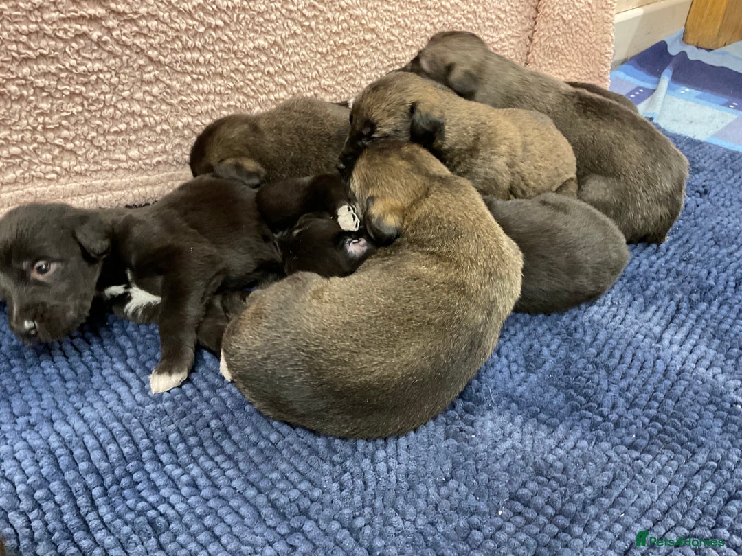 Mixed Breed dogs for sale: WOLFADOODLE F1B REVERSE. IRISH WOLFHOUND X  - Advert 4