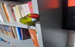 Parakeets birds for sale: Kakariki+Cage+toys+foods+bath+multivitamins+sprays - Image 1